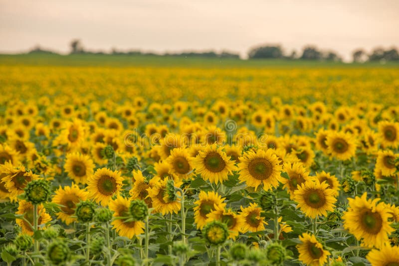 Sunflowers field