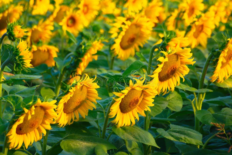 Sunflowers