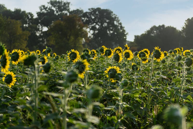 Sunflowers in Field Face into the Sun Stock Image - Image of flora ...