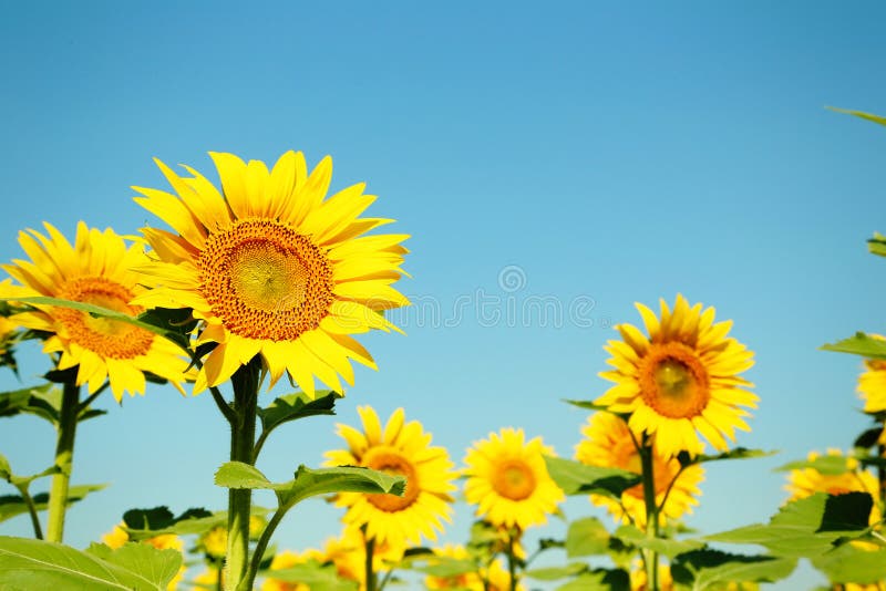 Sunflowers