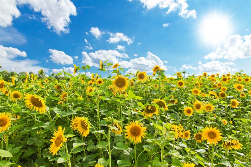 Sunflowers field