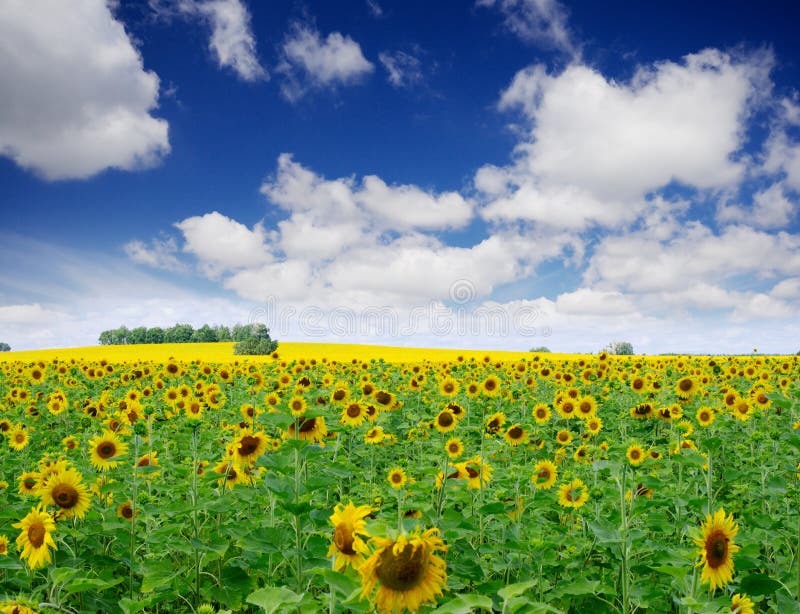 Sunflowers field under cloudy sky