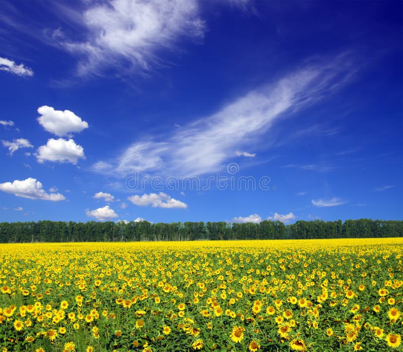 Sunflowers field under sky