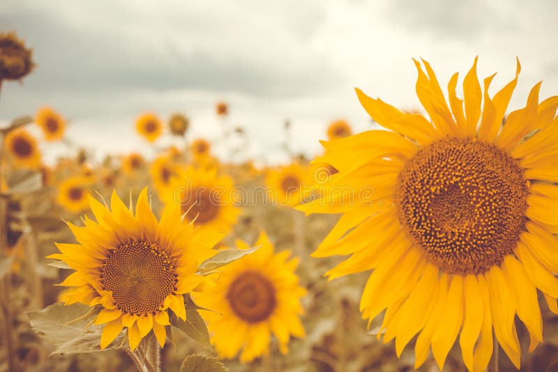 Field of yellow sunflowers before the storm. Sunflowers stock images, royalty-free photos and pictures
