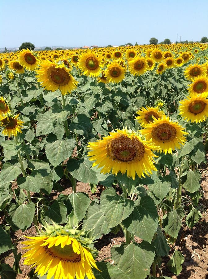 Sunflowers Fields in Full Bloom. Stock Photo Image of bloom, summer