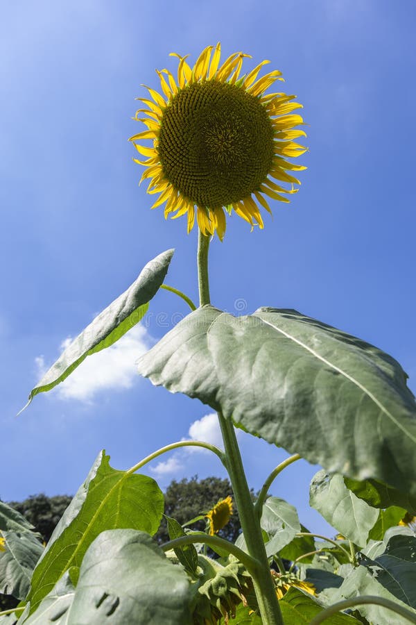 Sunflower Flower and Blue Sky Stock Photo Image of heaven, outside