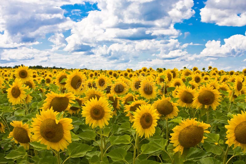 Sunflowers in a floor on a background of the sky w