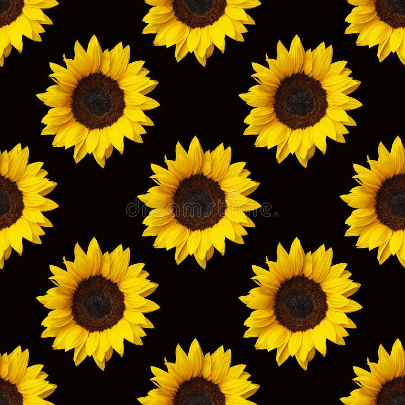 Sunflowers flowers seamless pattern design on black background. Can be tiled. Sunflowers stock images, royalty-free photos and pictures