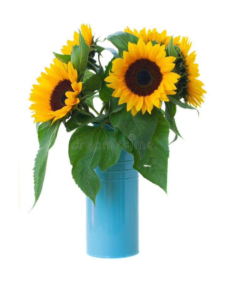 Sunflower Bouquet stock photo. Image of head, flowers 21574936