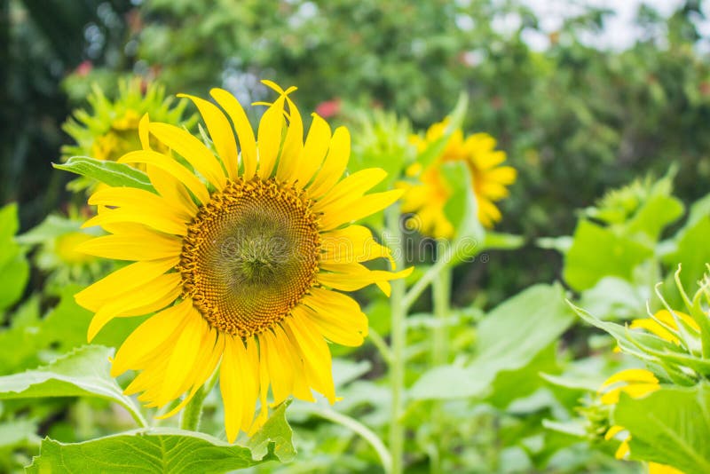 Sunflowers in full bloom stock photo. Image of pink, bloom 48052914