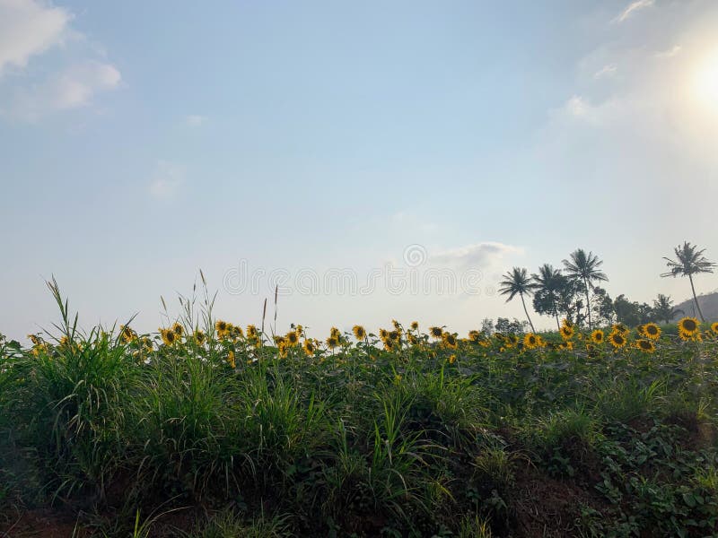 Sunflowers with full sun. stock image. Image of growth 259511857