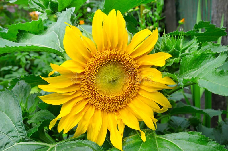 Sunflowers in bed stock photo. Image of flower, clip 59828412