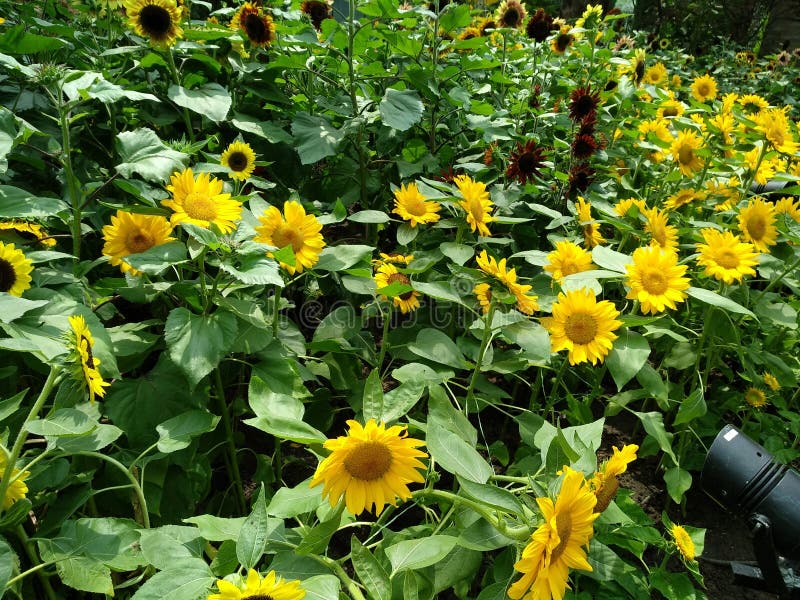 Sunflowers stock photo. Image of gardens, singapore 130599848