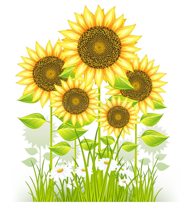 Sunflowers and grass