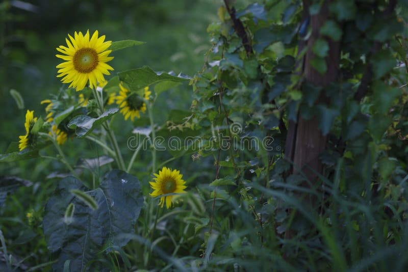 Sunflowers in the green grass stock photography Sunflowers in the green grass stock photography
