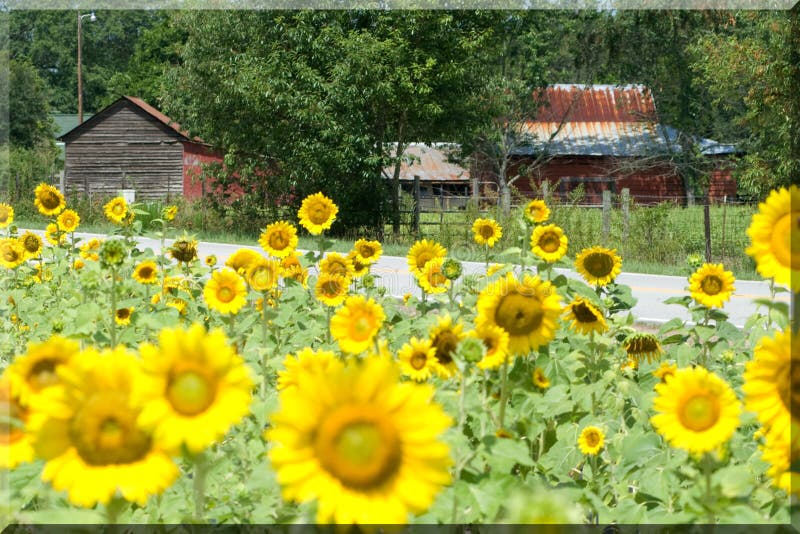 Sunflowers Grow by a Farm House