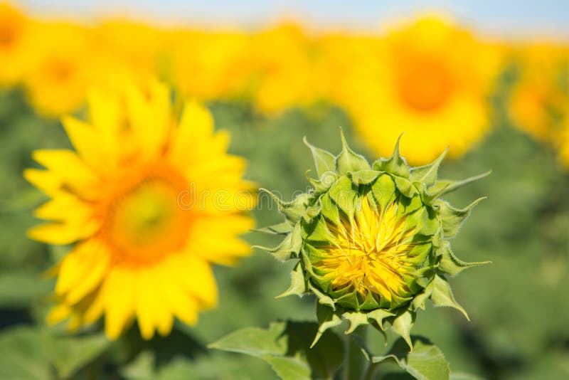 Sunflowers Grow in the Field, Closeup Stock Photo Image of petals