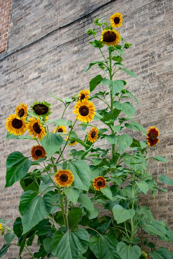 Sunflowers Growing beside a Brick Wall Stock Photo Image of sunflowers, wall 153933986