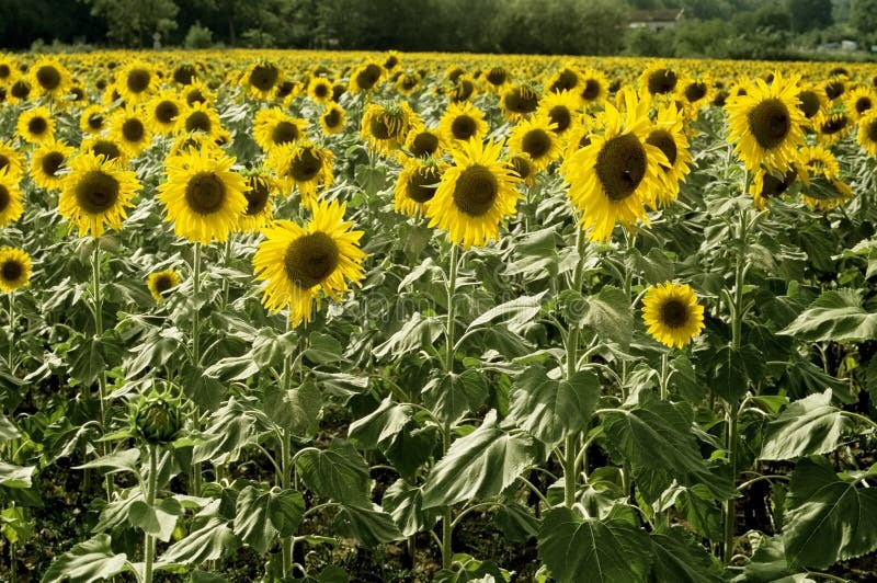 Sunflowers Growing by a Red Barn Stock Photo Image of color, golden