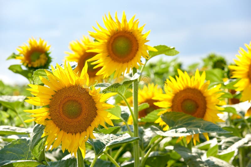 Sunflowers growing in a garden against a blurred nature background in summer. Yellow flowering plants beginning to bloom