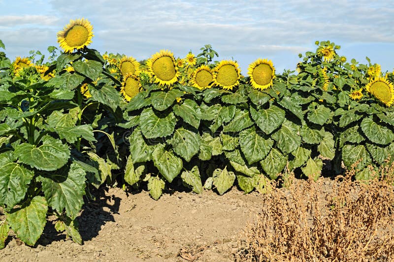 Sunflowers harvest stock photo. Image of summer, sunlight 76098842