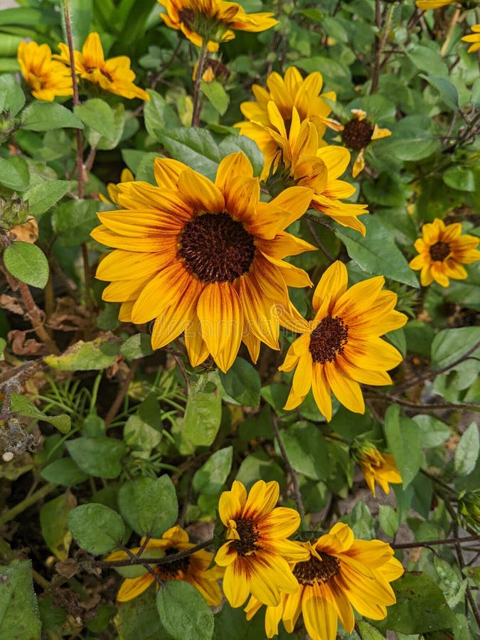 Sunflowers in Hong Kong stock photo. Image of sunflower 272718614