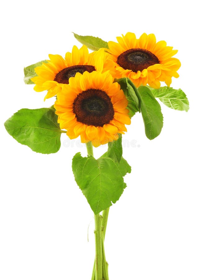 Sunflowers Isolated on White Background Stock Image Image of plant