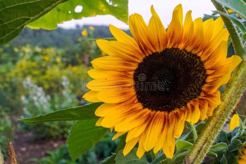 Sunflowers roots isolated stock photo. Image of agriculture 59162964