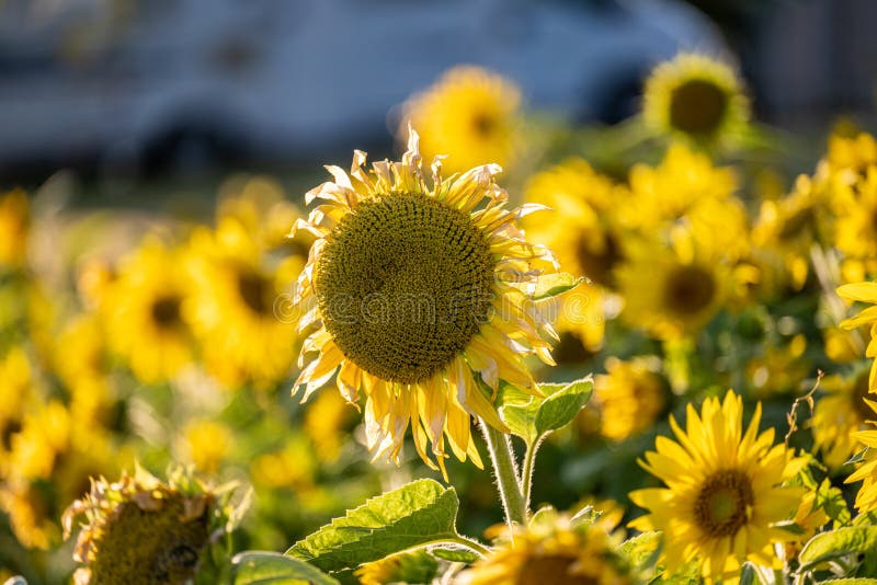 Sunflowers in Late Evening Sunlight.. Stock Photo Image of sunflower