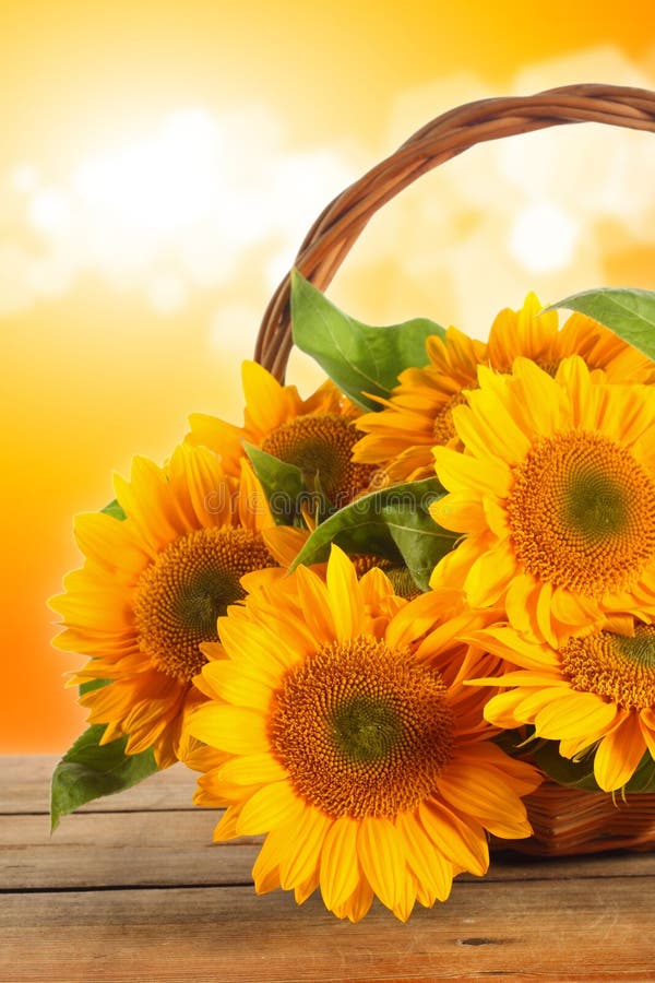 Sunflower Bouquet in a Basket Stock Photo Image of valentine, mother