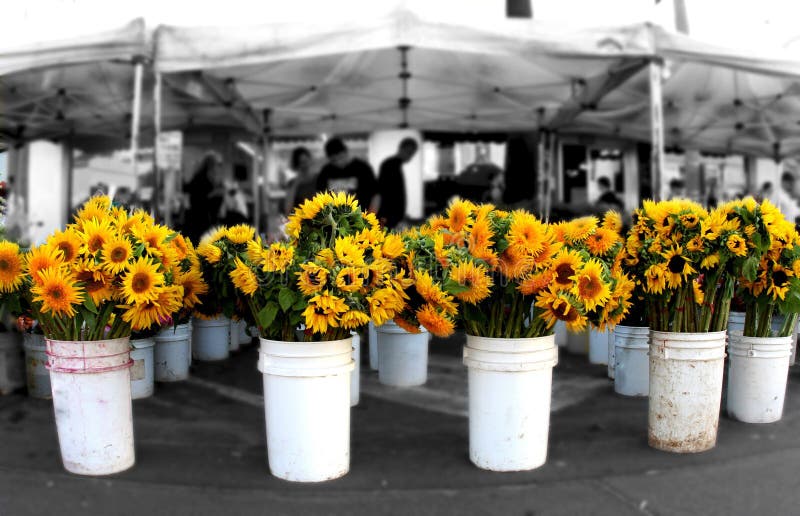 Sunflowers at the market stock photography Sunflowers at the market stock photography