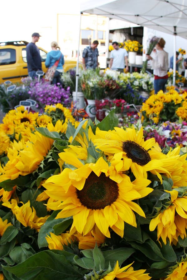Sunflowers at the market stock image. Image of pruning 3962279