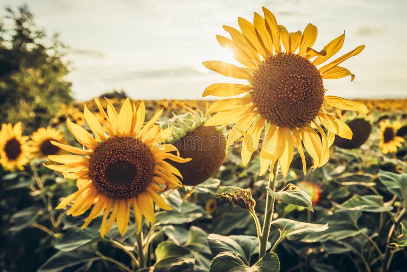 Sunflowers in Moldova