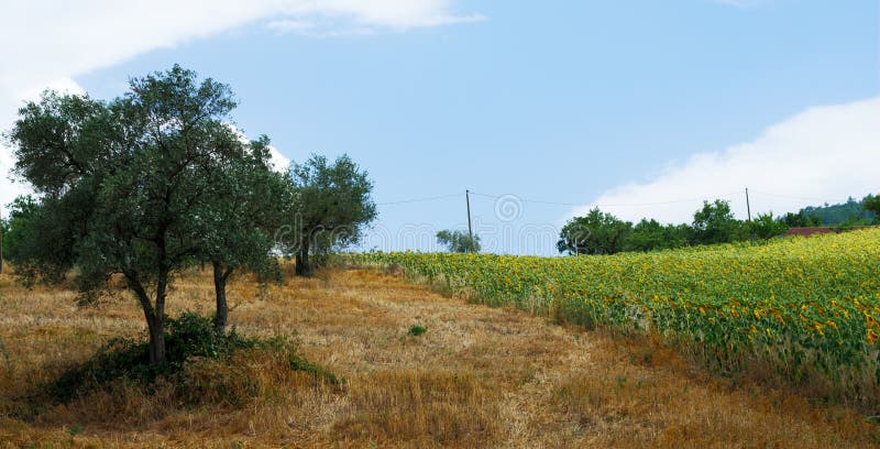 Sunflowers and olive trees