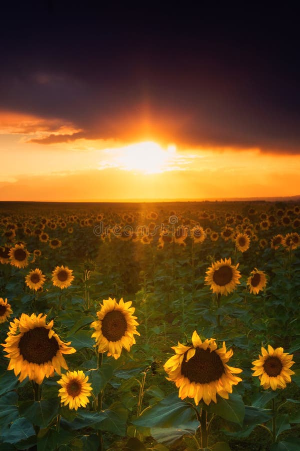 Glowing Sunflowers royalty free stock photography Glowing Sunflowers royalty free stock photography