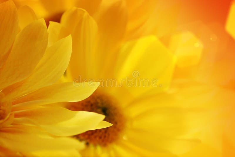 Sunflowers bouquet over sunset background. Close-up, shallow DOF. Sunflowers stock images, royalty-free photos and pictures