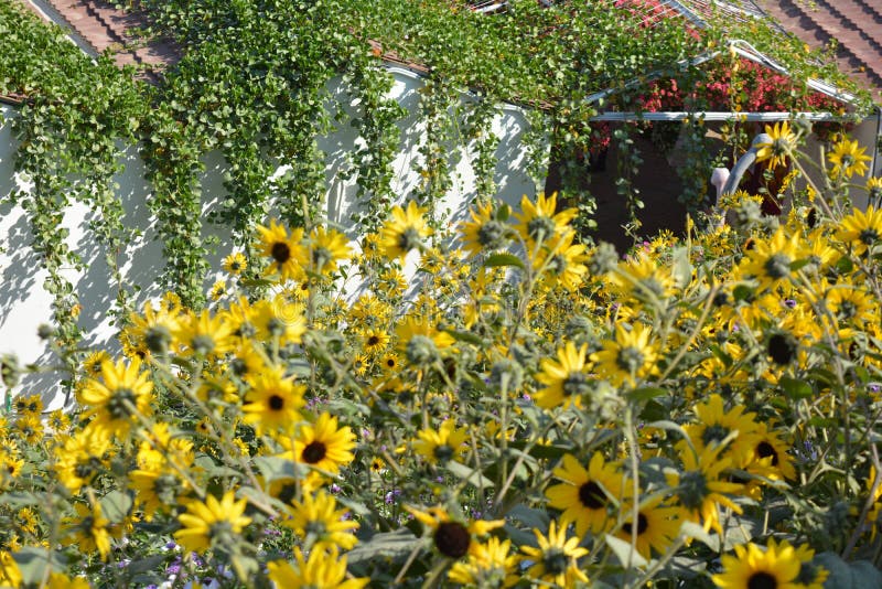 Sunflowers Patch in the Garden Stock Image Image of gardening