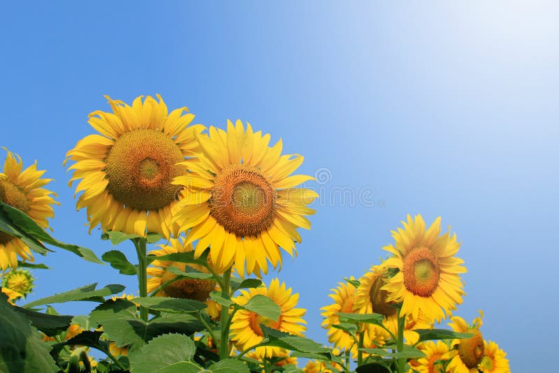 Bud sunflowers stock image. Image of agriculture, floral 29301069