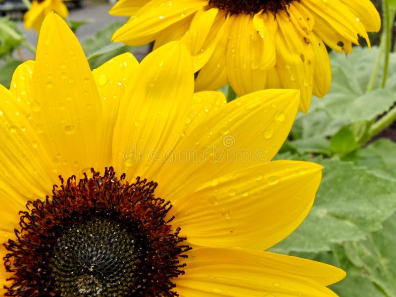 Sunflowers after rain stock photo. Image of vegetation 11505404
