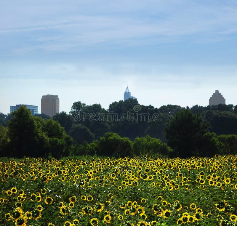 SUnflowers in Raleigh stock photo. Image of raleigh 121965540
