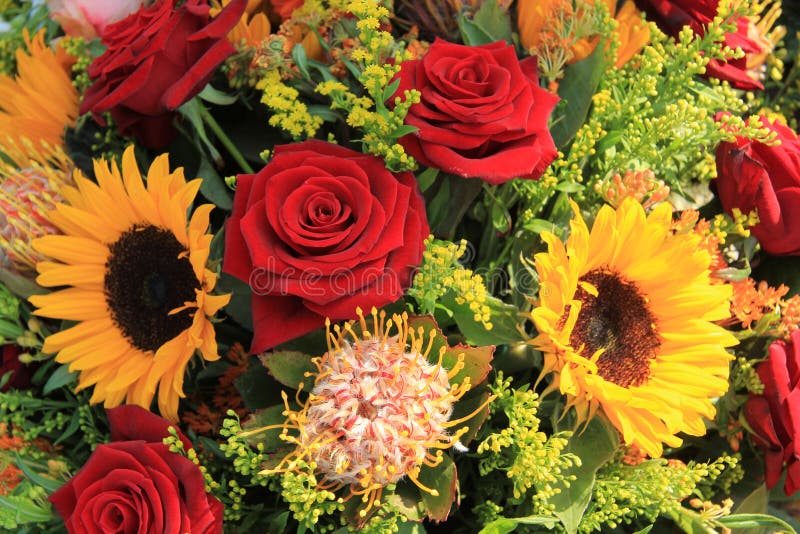 Sunflowers and roses stock photo. Image of nature, background 83530600