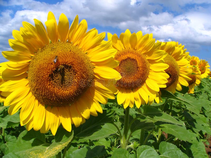 Sunflowers in a row