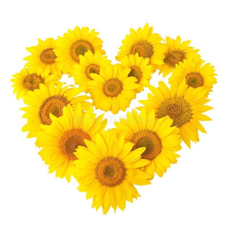 Sunflowers in shape of heart isolated on white background