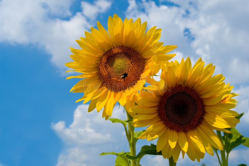 Sunflowers on sky