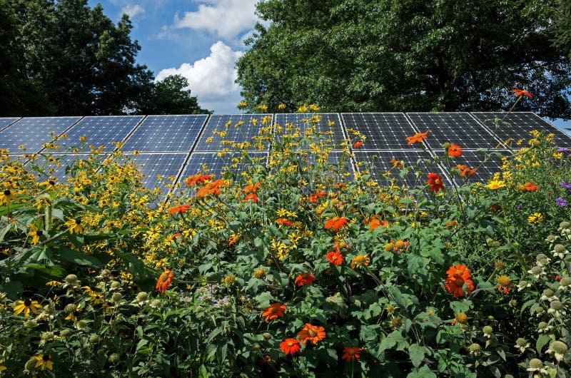 Sunflowers and solar panels