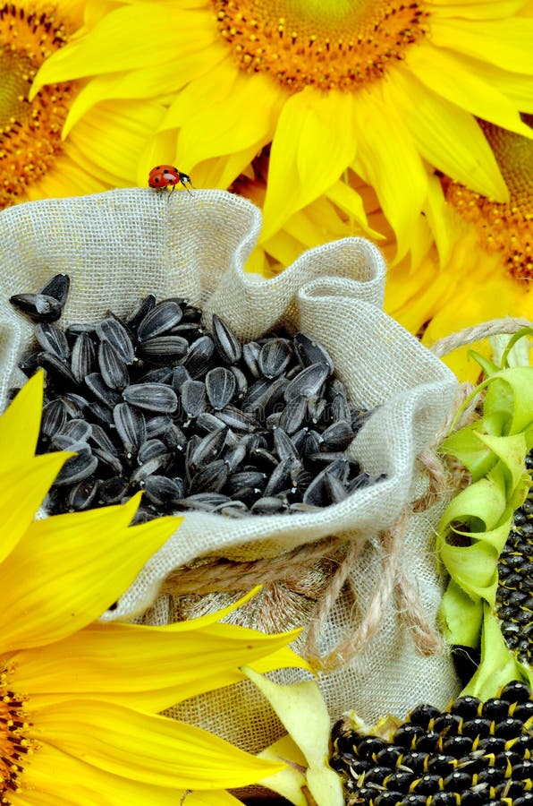 Bright Yellow Sunflowers and Sunflower Seeds Stock Image Image of
