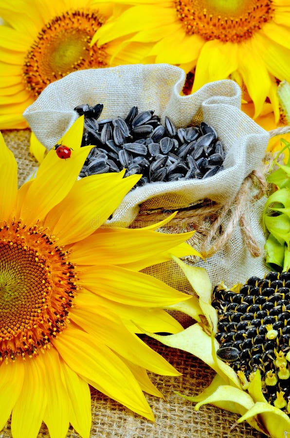 Bright Yellow Sunflowers and Sunflower Seeds Stock Image Image of