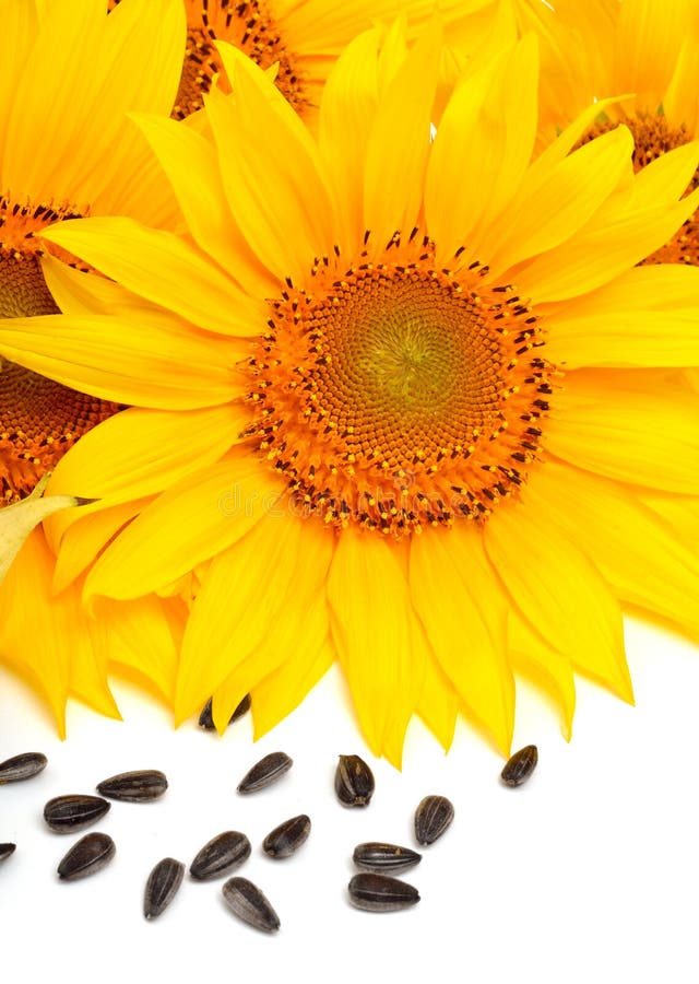 Sunflowers and Sunflower Seeds Isolated on White Background Stock Image ...