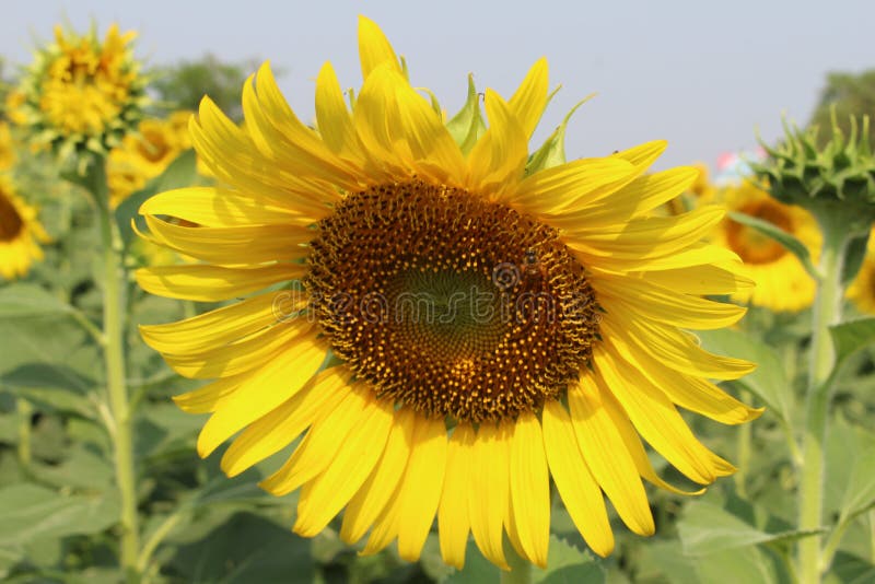 Sunflowers, Sunflowers Blooming Stock Photo Image of field, growth