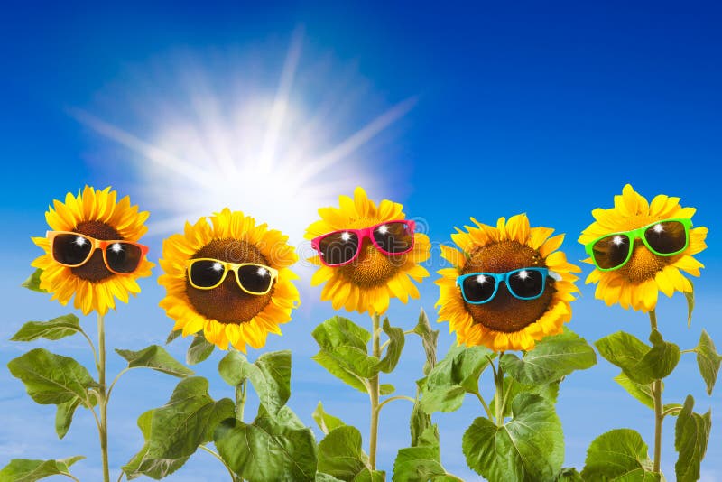 Sunflowers with sunglasses on blue sky background. Sunflowers stock images, royalty-free photos and pictures